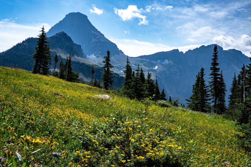 A mountain scape and a meadow of flowers. 